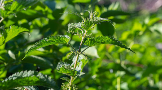 Herb of the Month: Stinging Nettle Leaf