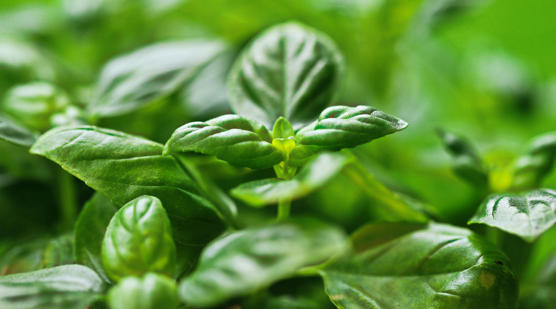 Herb of the Month: Basil