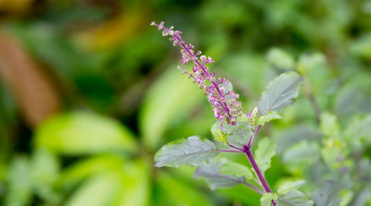 Tulsi (Holy Basil)
