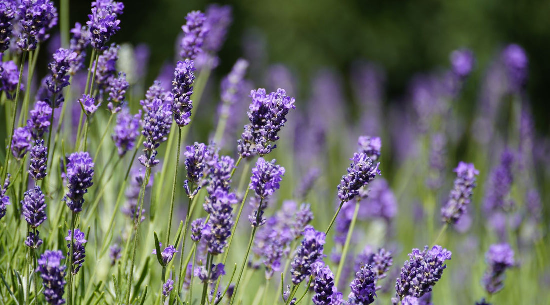 Herb of the Month: Lavender