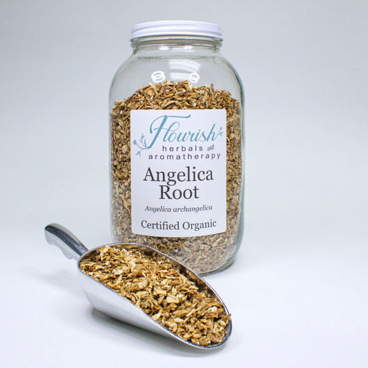 Angelica Root
