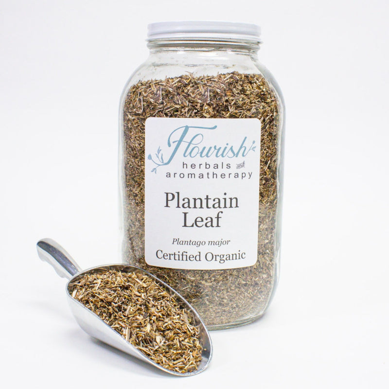 Plantain Leaf-Organic Bulk 1oz