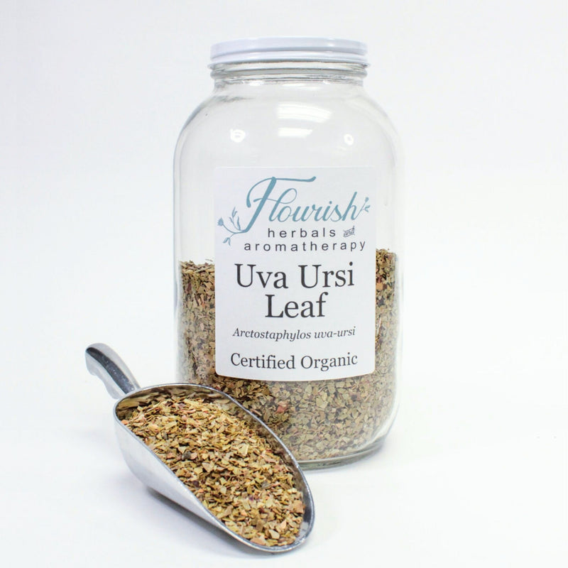 Uva Ursi Bulk